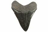 Serrated, Fossil Megalodon Tooth - Georgia #74593-2